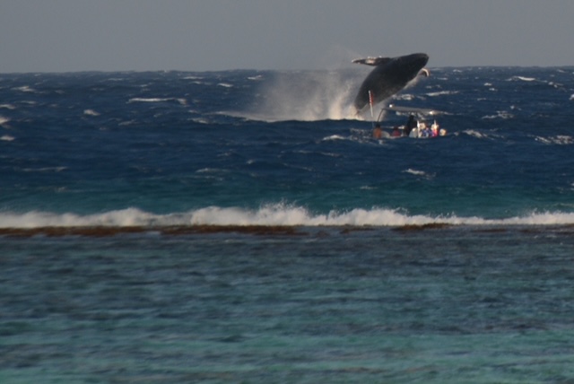 Surf in Moorea near Dream Island - photo 1