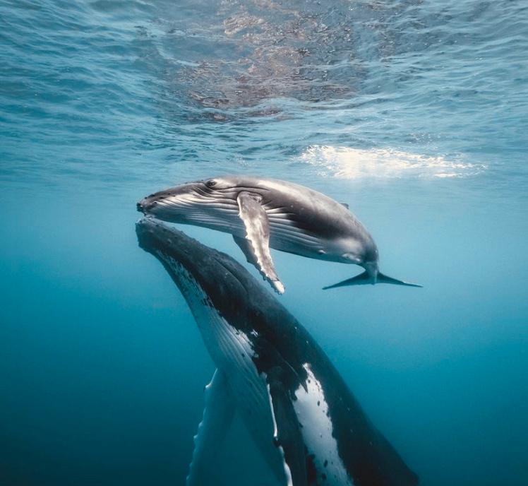 Surf in Moorea near Dream Island - photo 6