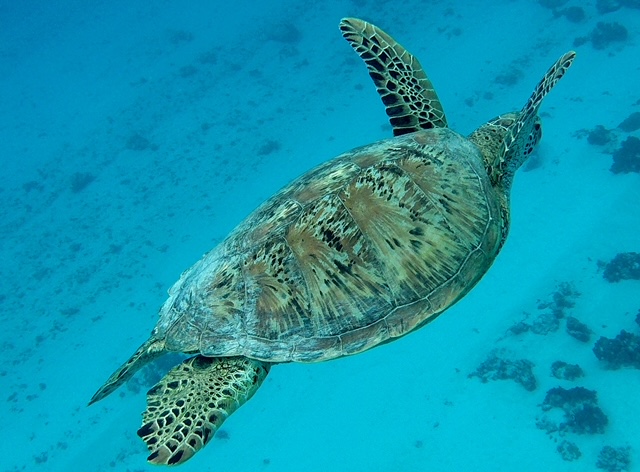Surf in Moorea near Dream Island - photo 8